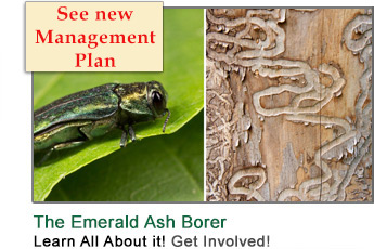 Learn About the Emerald Ash Borer Issue